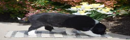 Border Collie dogs for sale: Della - Ad 5