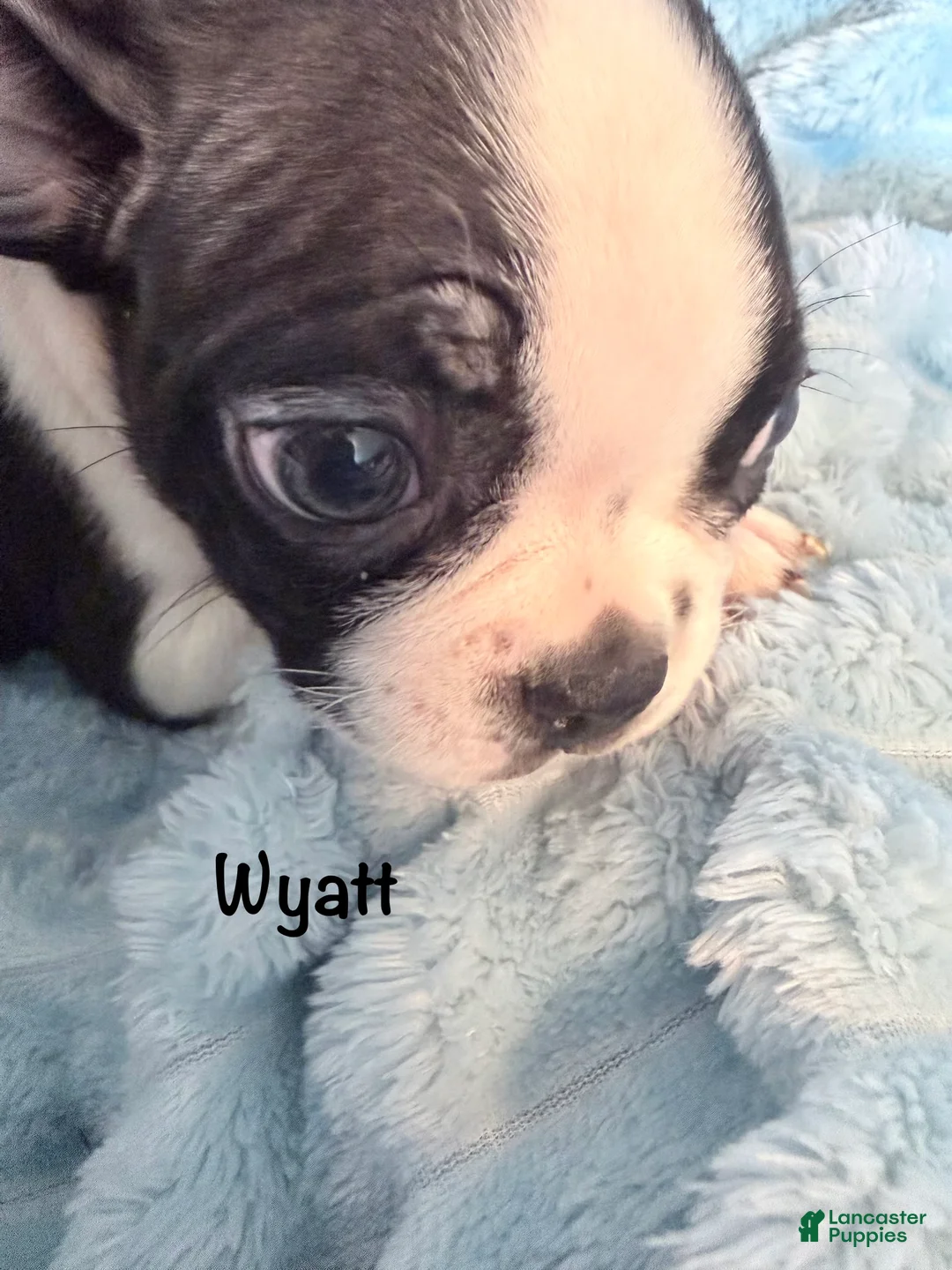 Boston Terrier dogs for sale: Wyatt - Ad 2