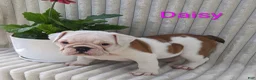 English Bulldog dogs for sale: AKC Daisy  - Ad 7