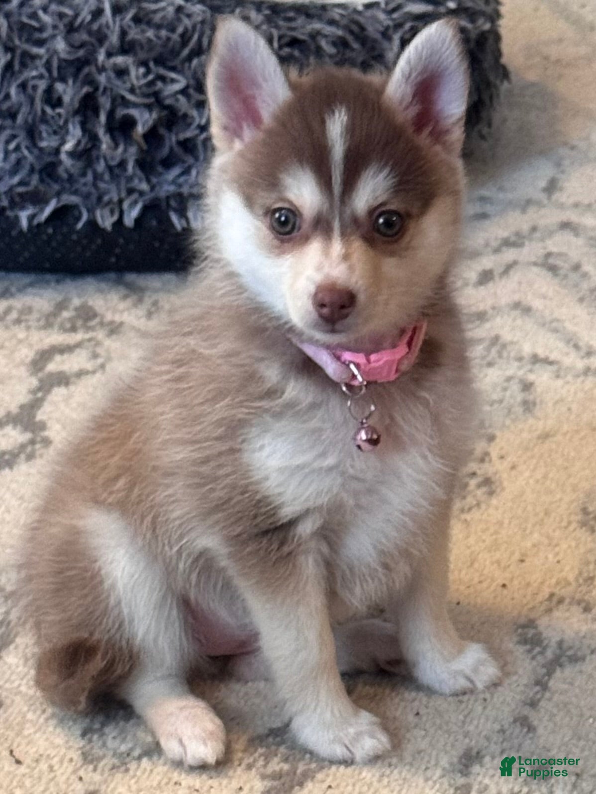 Pomsky dogs Pomsky Puppy 2 - Ad 33