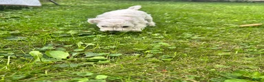 Miniature Schnauzer 5 Gojo