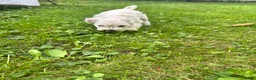 Miniature Schnauzer dogs for sale: Miniature Schnauzer 5 Gojo - Ad 1
