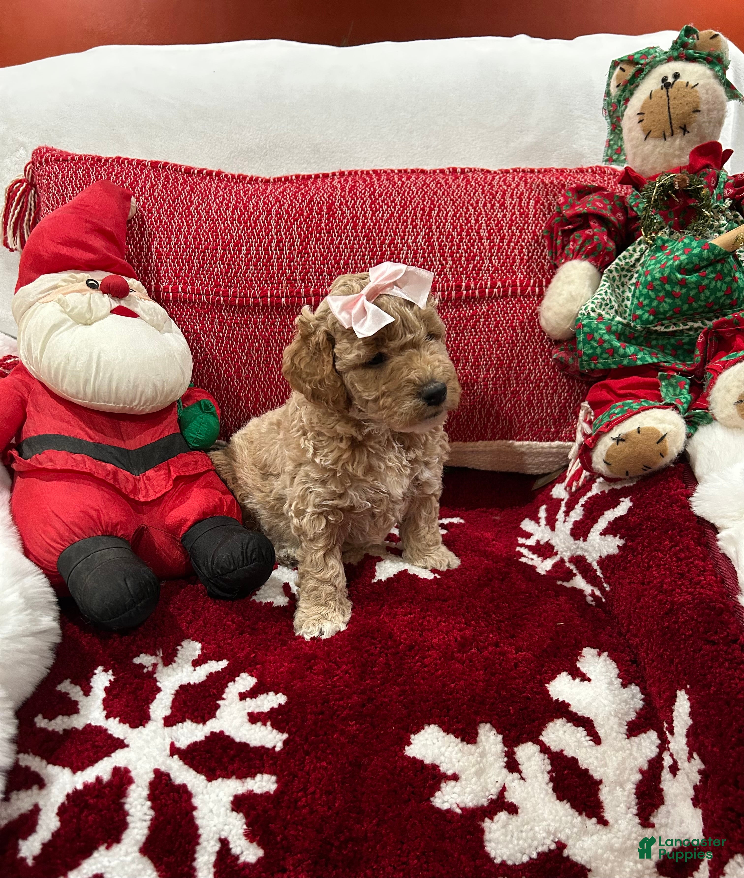 Mini Goldendoodle dogs Mini Goldendoodle Chantilly - Ad 1
