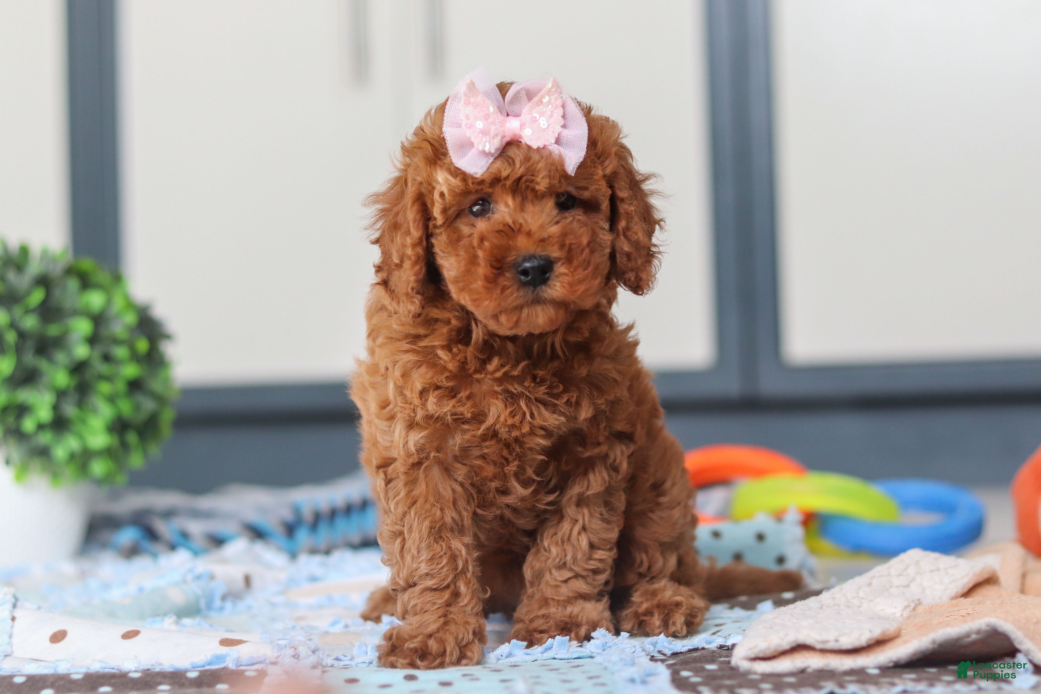 Cavapoo dogs Lacy - Ad 1