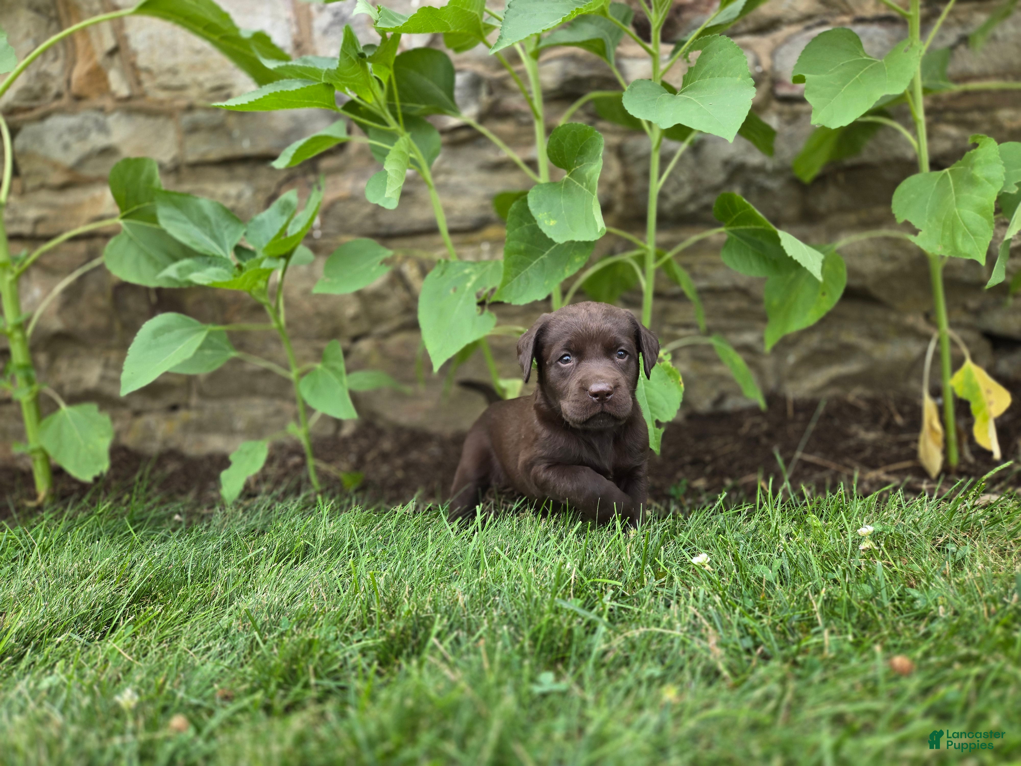 Labrador Retriever dogs Karry - Ad 1