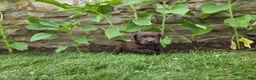 Labrador Retriever dogs for sale: Karry - Ad 1