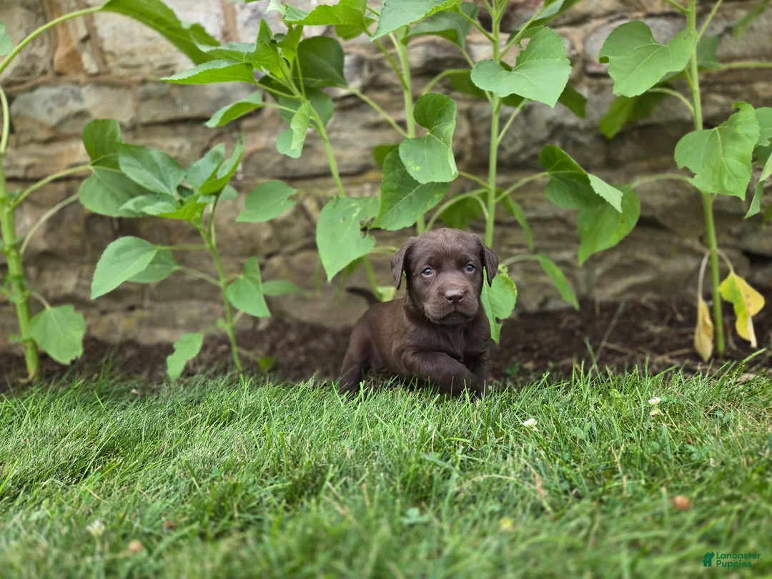 Labrador Retriever dogs for sale: Karry - Ad 1
