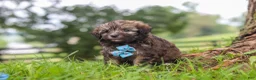 Havanese dogs for sale: Winston - Ad 4