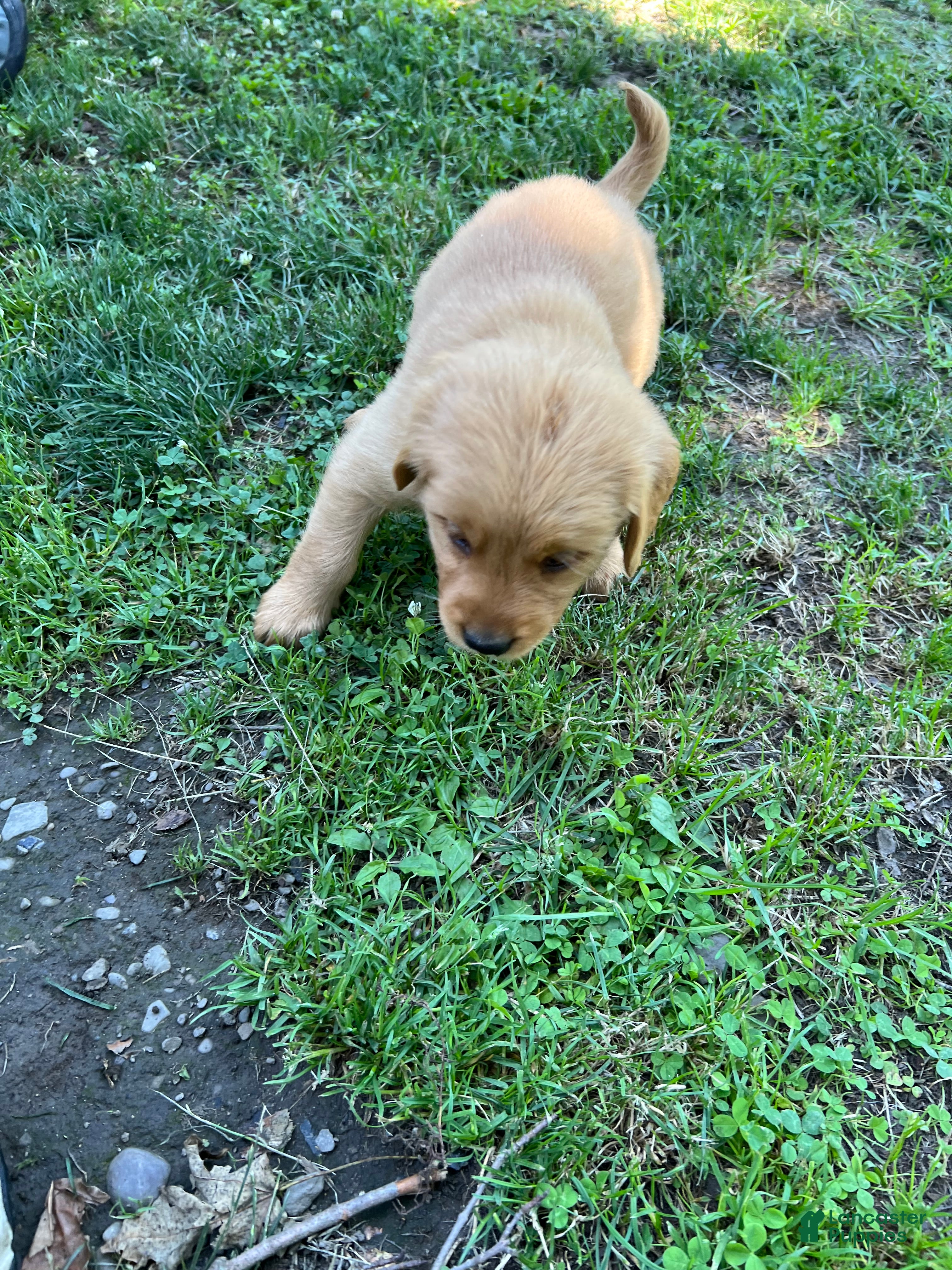 Golden Retriever dogs for sale: Golden Retriever 2 - Ad 2