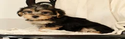 Yochon dogs for sale: Kathy - Ad 8