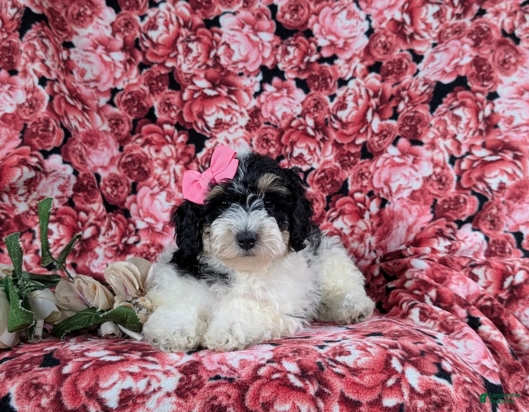 Bichpoo dogs for sale: Ginny - Ad 5