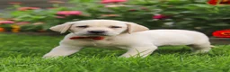 Labrador Retriever dogs for sale: Bobby - Ad 6