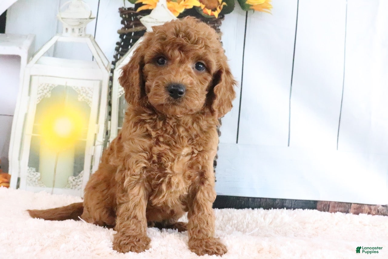 Mini Goldendoodle dogs Murphy - Ad 2