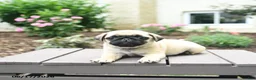 Pug dogs for sale: Kloe - Ad 3