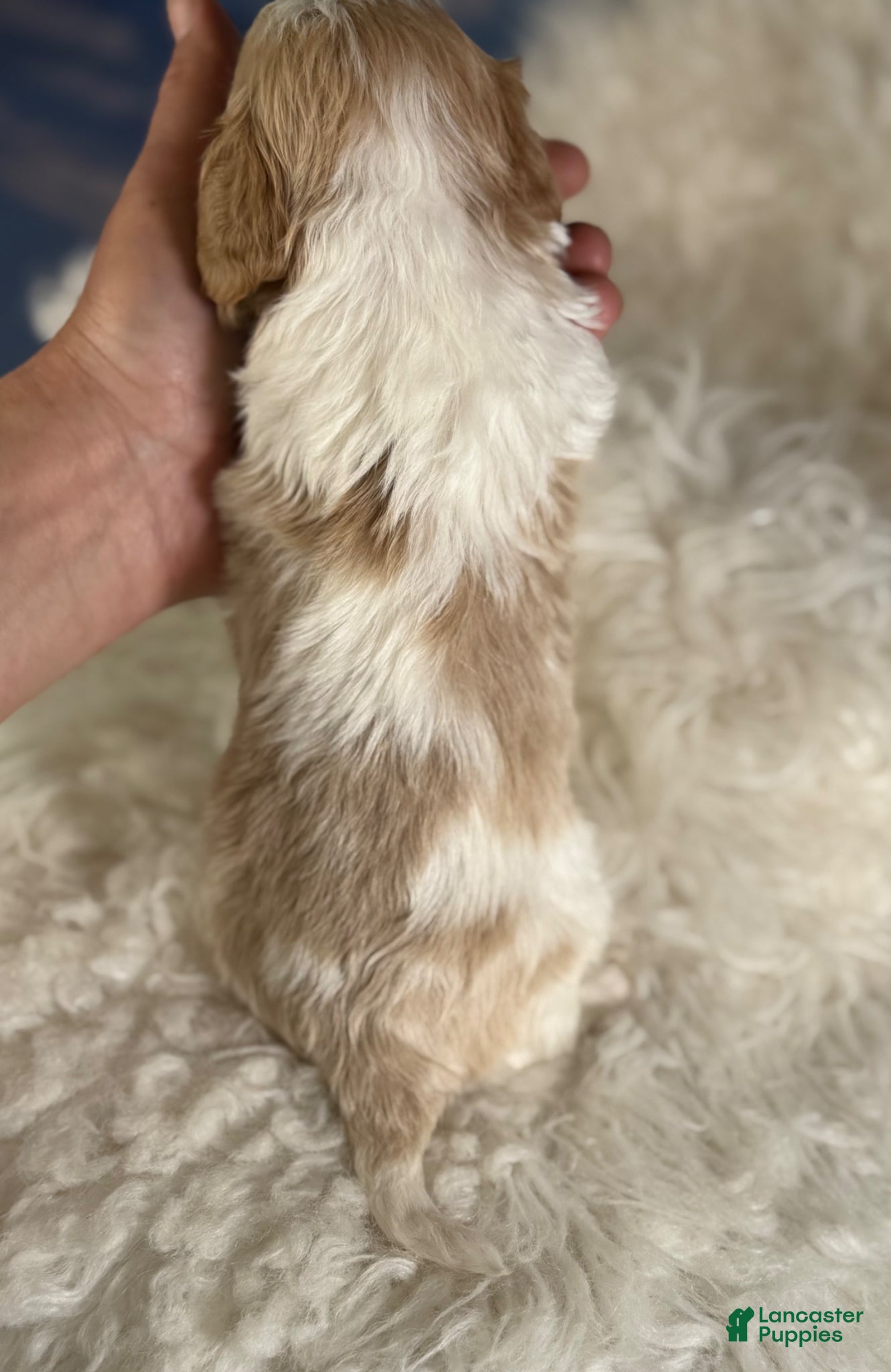 Cavapoo dogs Chili  - Ad 2