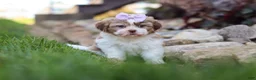 Shih Tzu dogs for sale: Ember - Ad 4