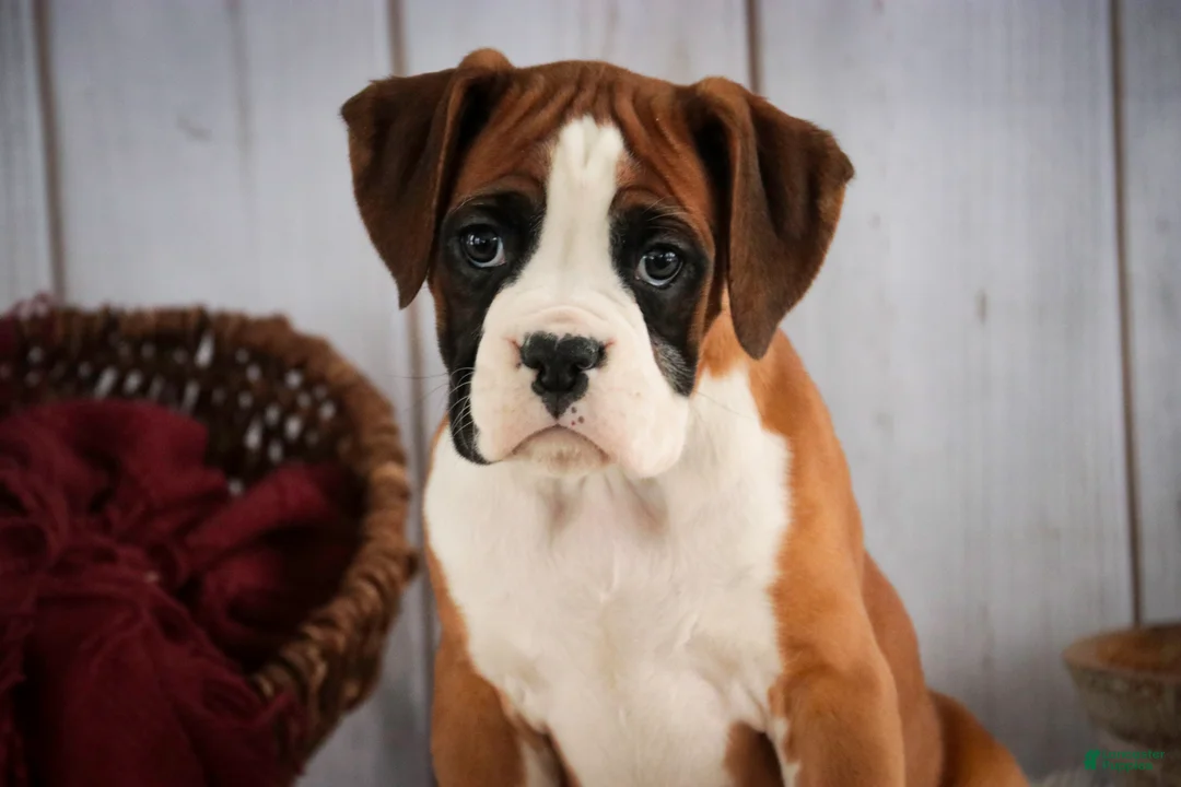 Boxer dogs for sale: Molly - Ad 4