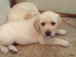 Labrador Retriever dogs molly - Ad 25