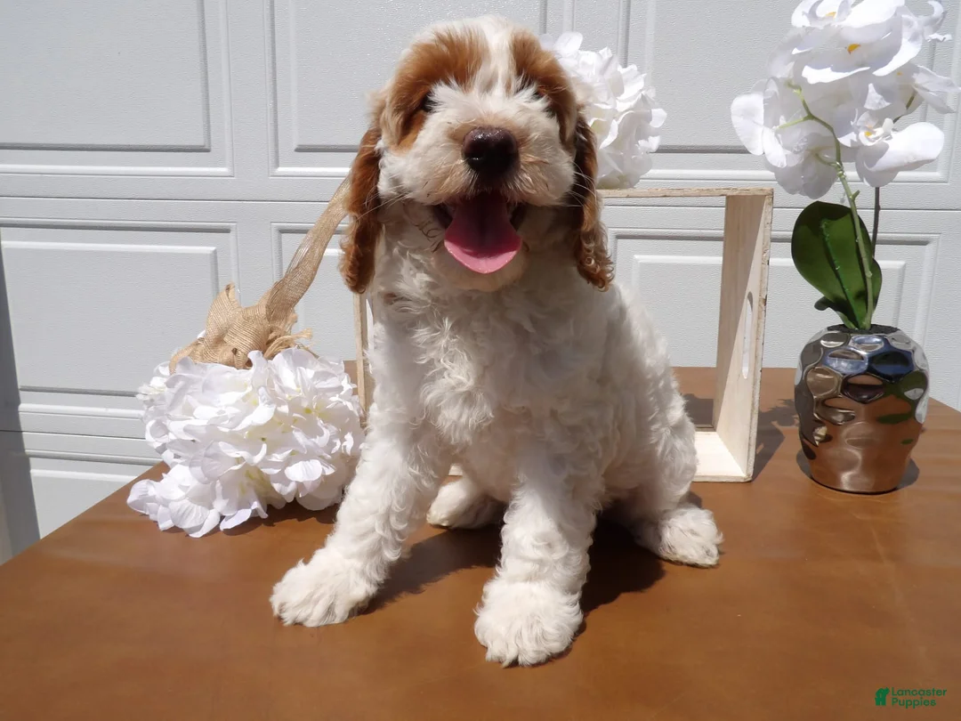 Gallery Image {{count}}