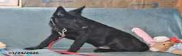 Belgian Malinois dogs for sale: Leo - Ad 6