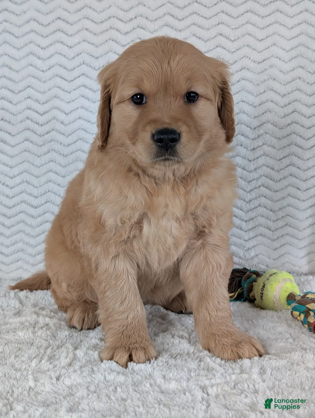 Golden Retriever dogs for sale: Miss Rosie  - Ad 2