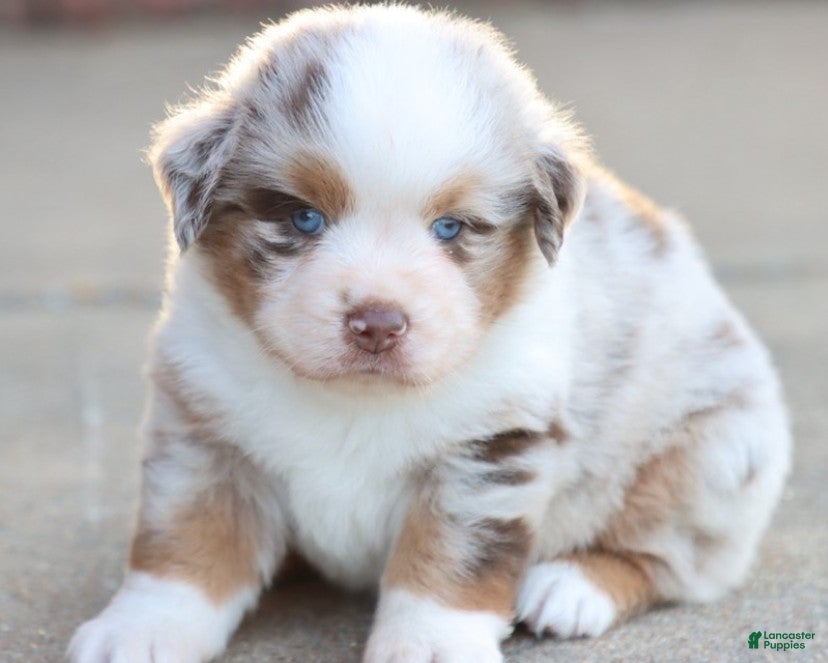 Australian Shepherd dogs Australian Shepherd Puppy 1 - Ad 1