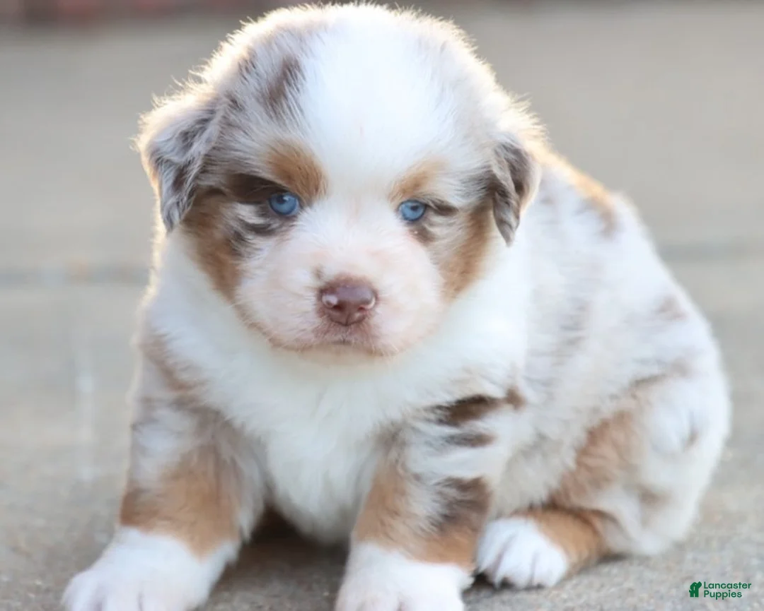 Australian Shepherd dogs for sale: Australian Shepherd Puppy 1 - Ad 1