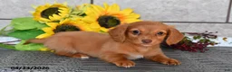 Miniature Dachshund dogs for sale: Olivia - Ad 5