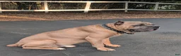 Cane Corso dogs for sale: Cane Corso 7 - Ad 4