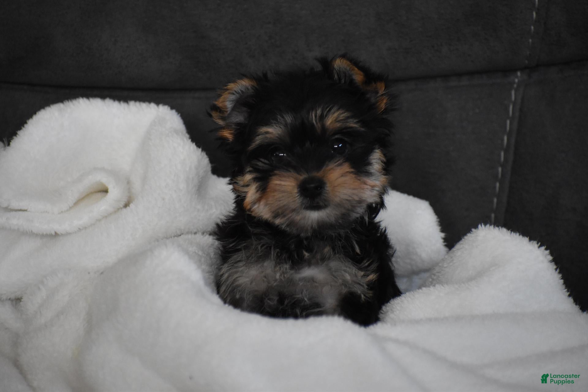 Yorkshire Terrier dogs Buttons - Ad 2