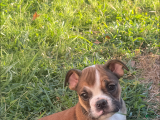 English Bulldog dogs - Ad 41