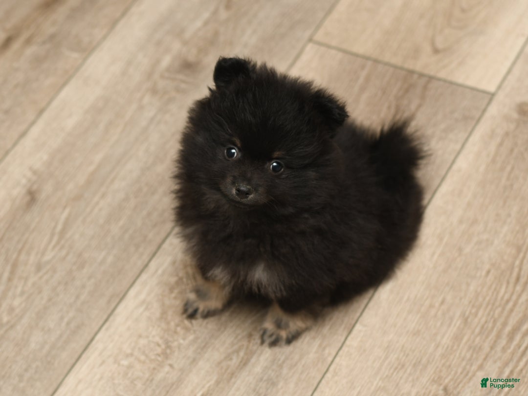 Pomeranian dogs for sale: Lucky - Ad 8
