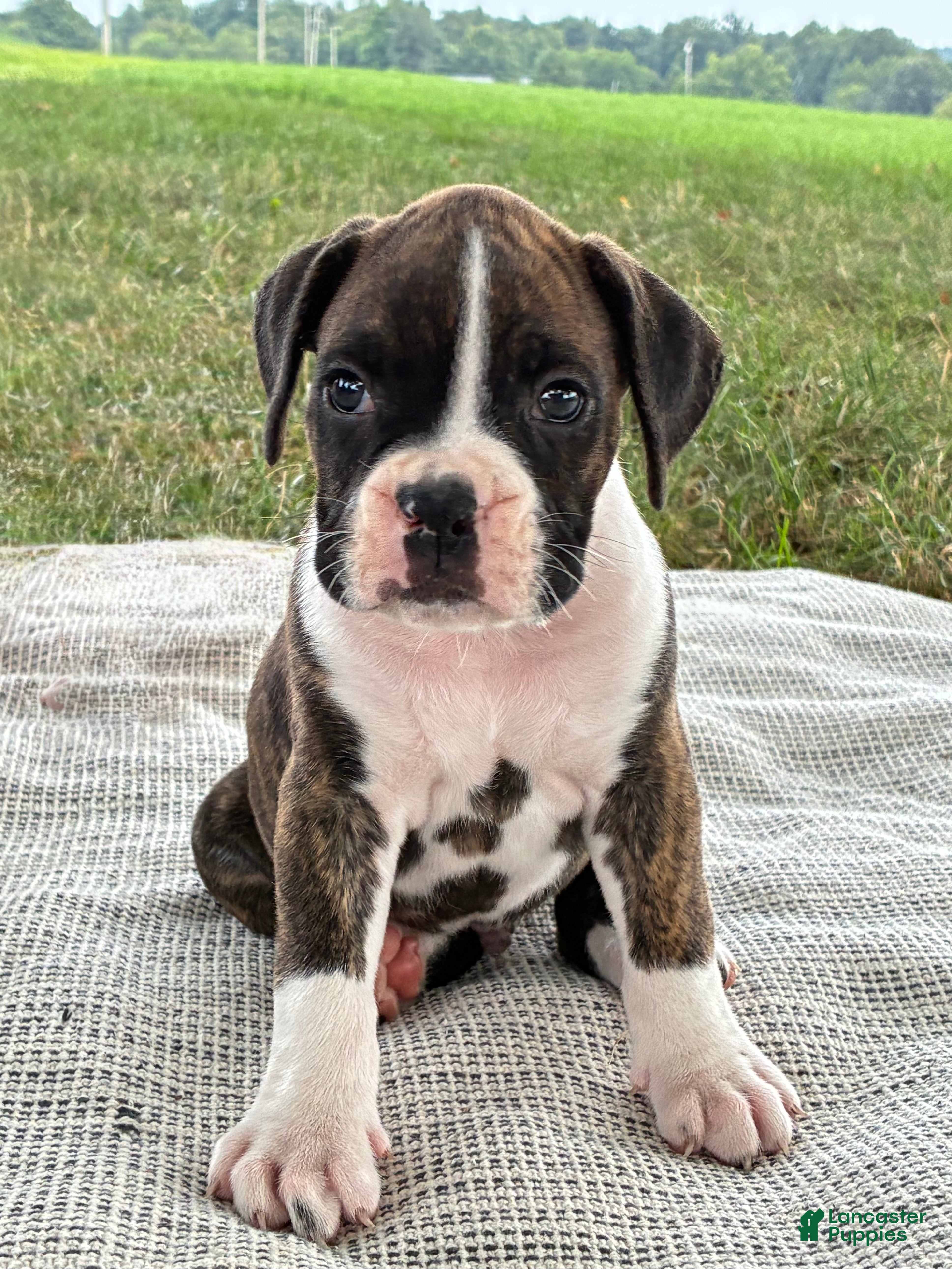 Boxer dogs Cody - Ad 1