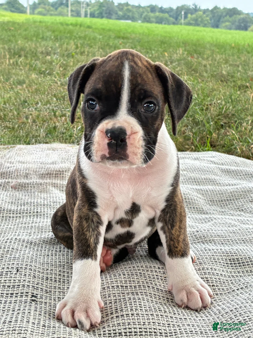 Boxer dogs for sale: Cody - Ad 1