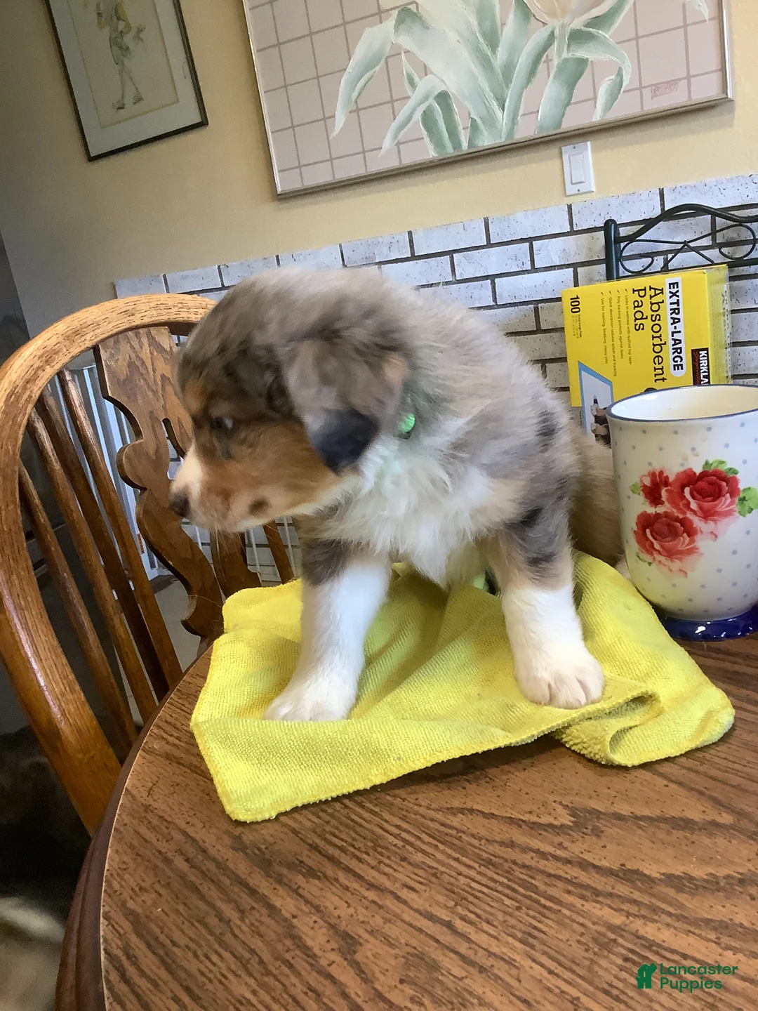 Australian Shepherd dogs for sale: Stanley - Ad 2