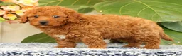Cavapoo dogs for sale: Alvin - Ad 3