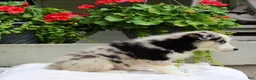 Mixed Breed dogs for sale: Leonard  - Ad 6