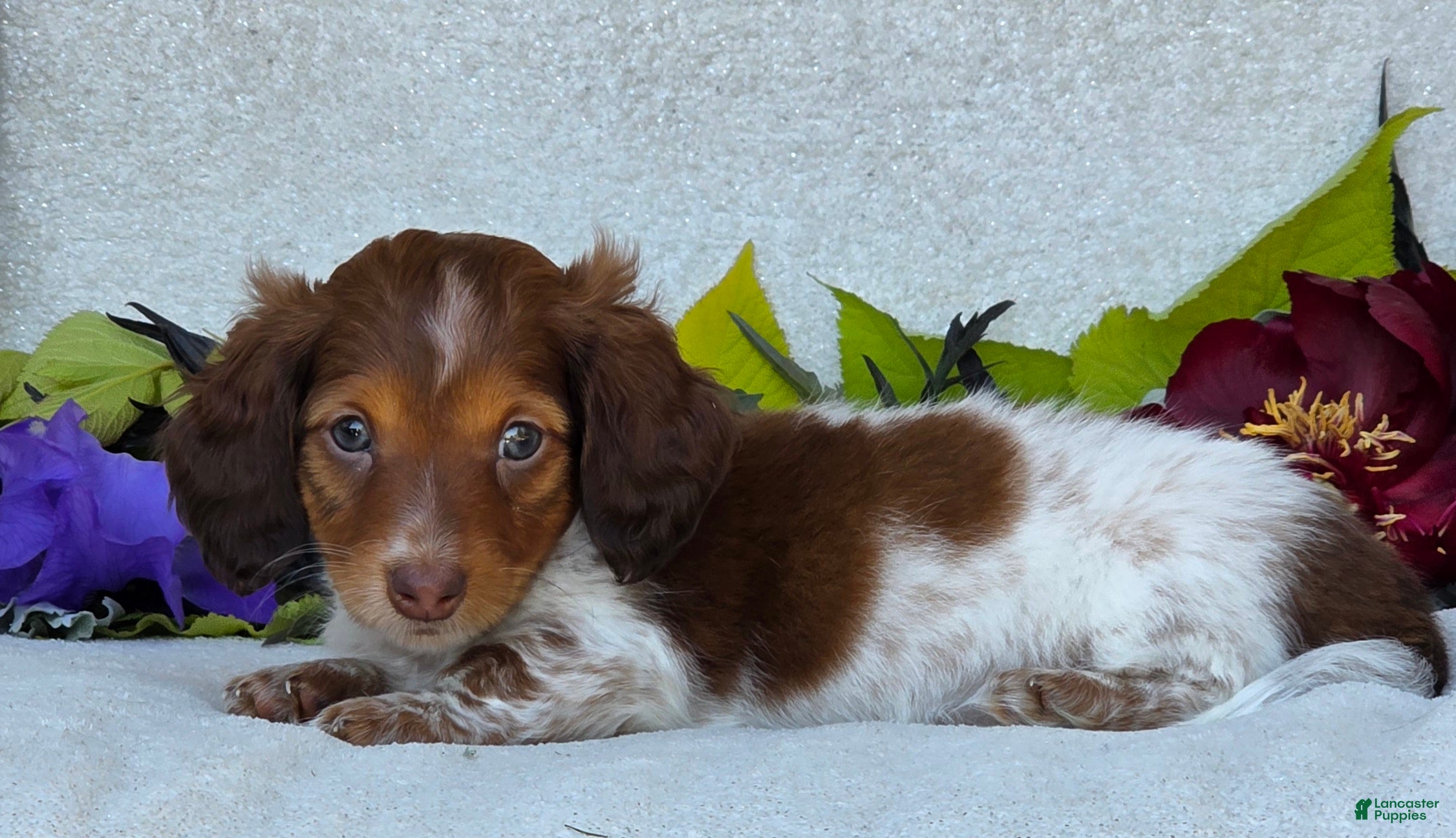 Miniature Dachshund dogs for sale: Lance - Ad 6