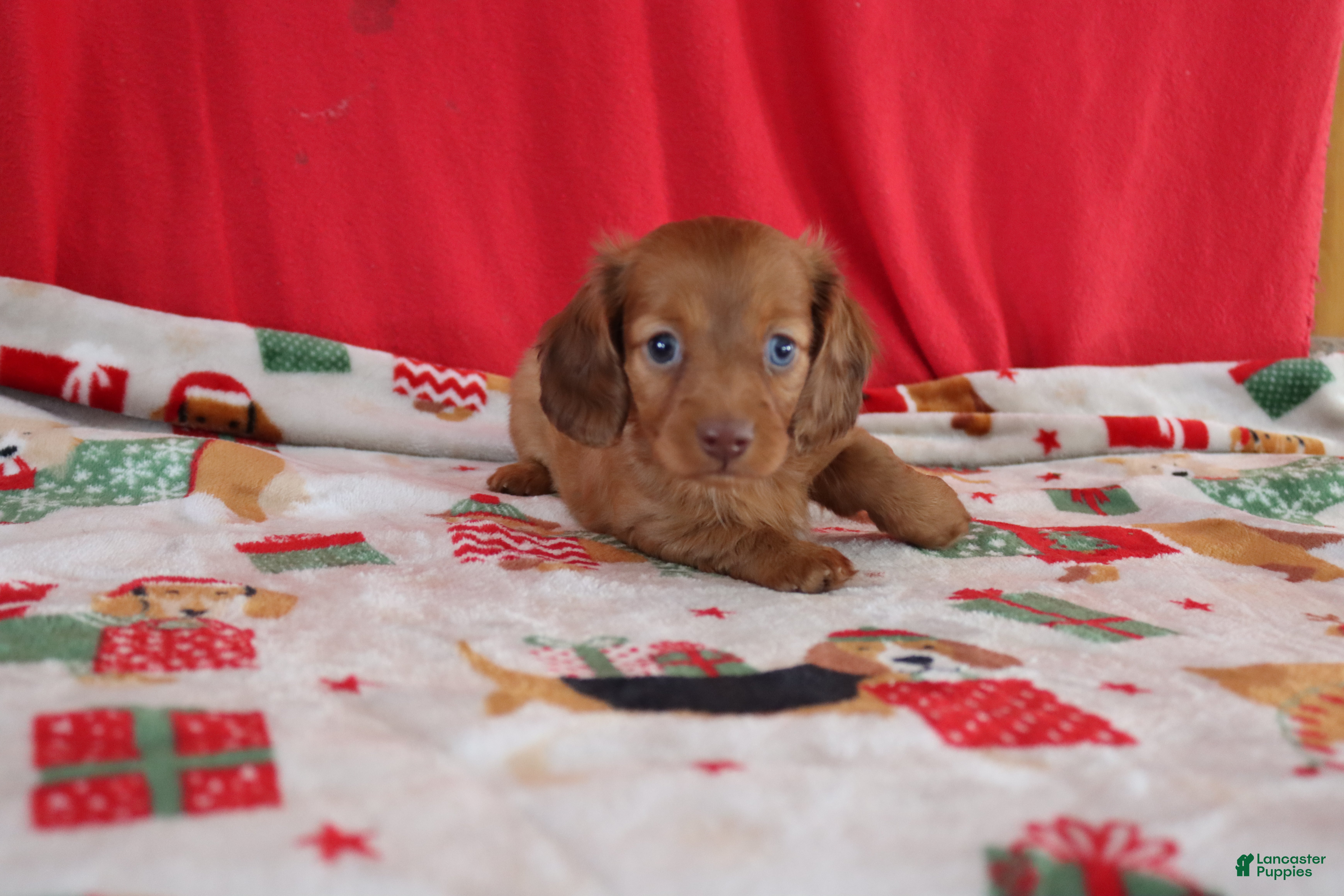 Miniature Dachshund dogs andrea - Ad 30