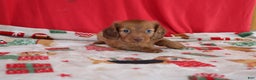 Miniature Dachshund dogs for sale: andrea - Ad 1