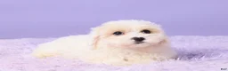 Maltipoo dogs for sale: Issy - Ad 5