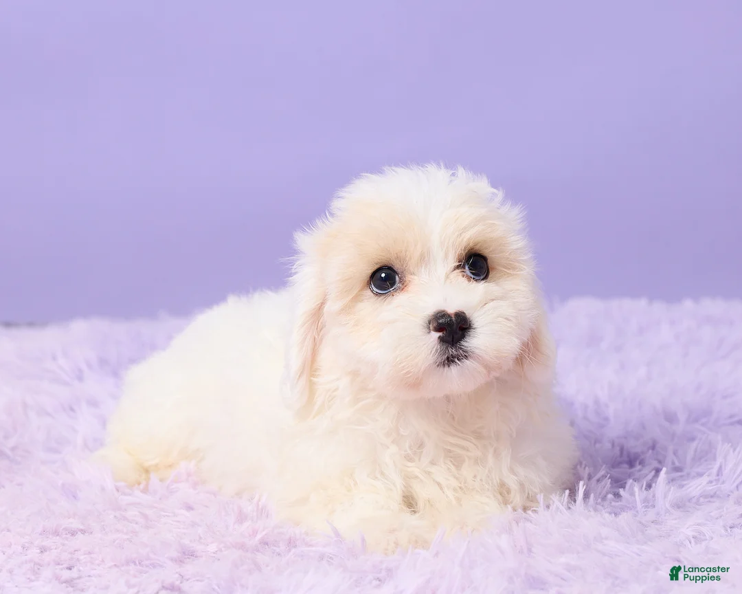 Maltipoo dogs for sale: Issy - Ad 5