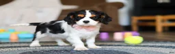 Cavalier King Charles Spaniel dogs for sale: Oliver - Ad 6