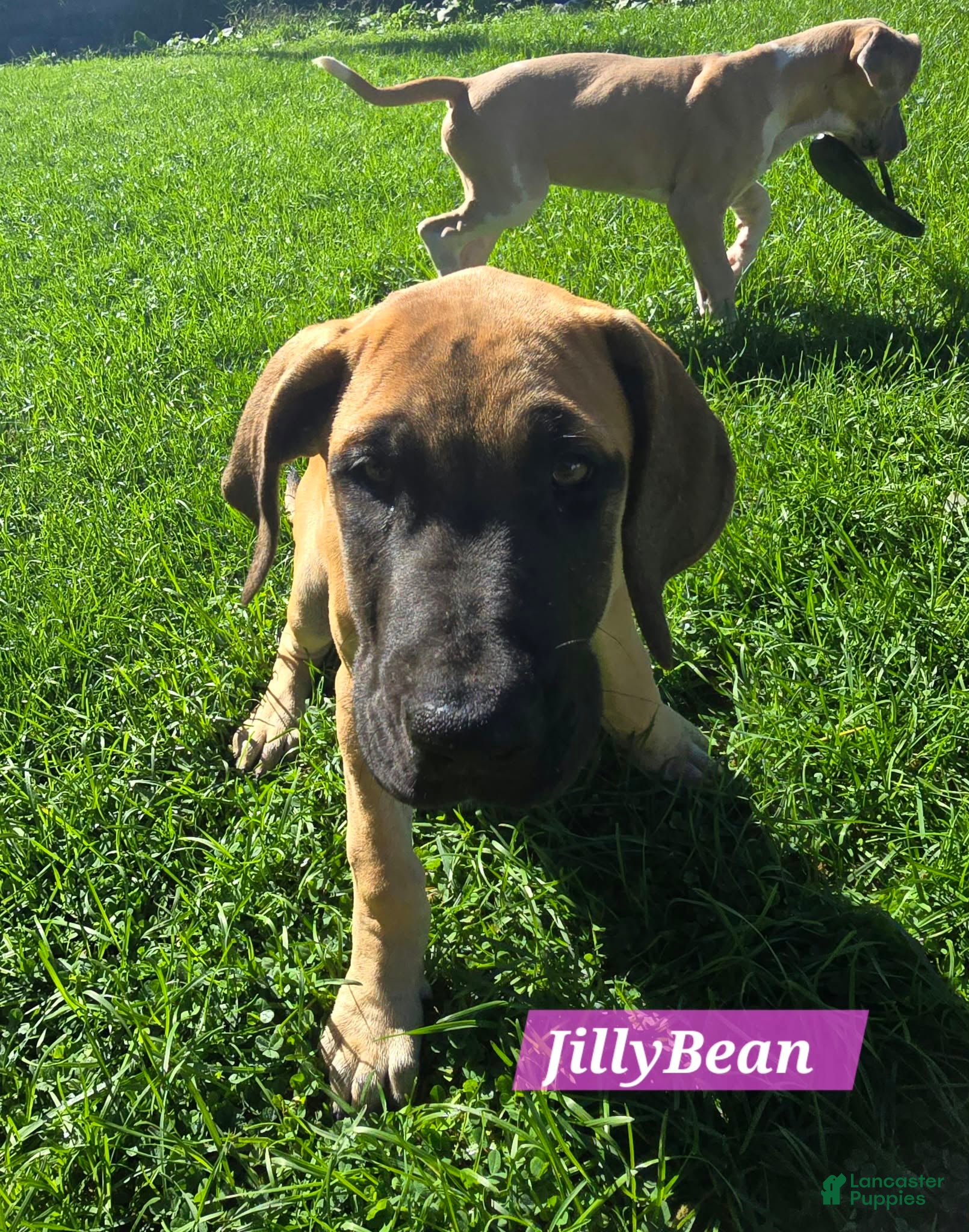 JillyBean, Great Dane