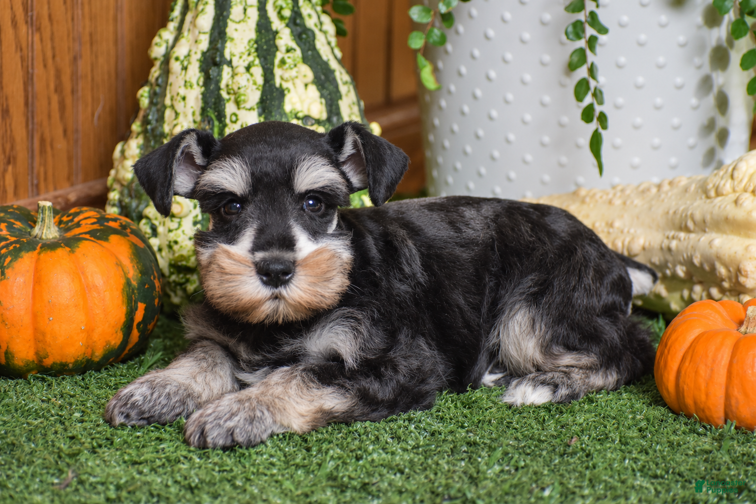 Miniature Schnauzer dogs Maddox - Ad 2