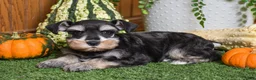 Miniature Schnauzer dogs for sale: Maddox - Ad 2