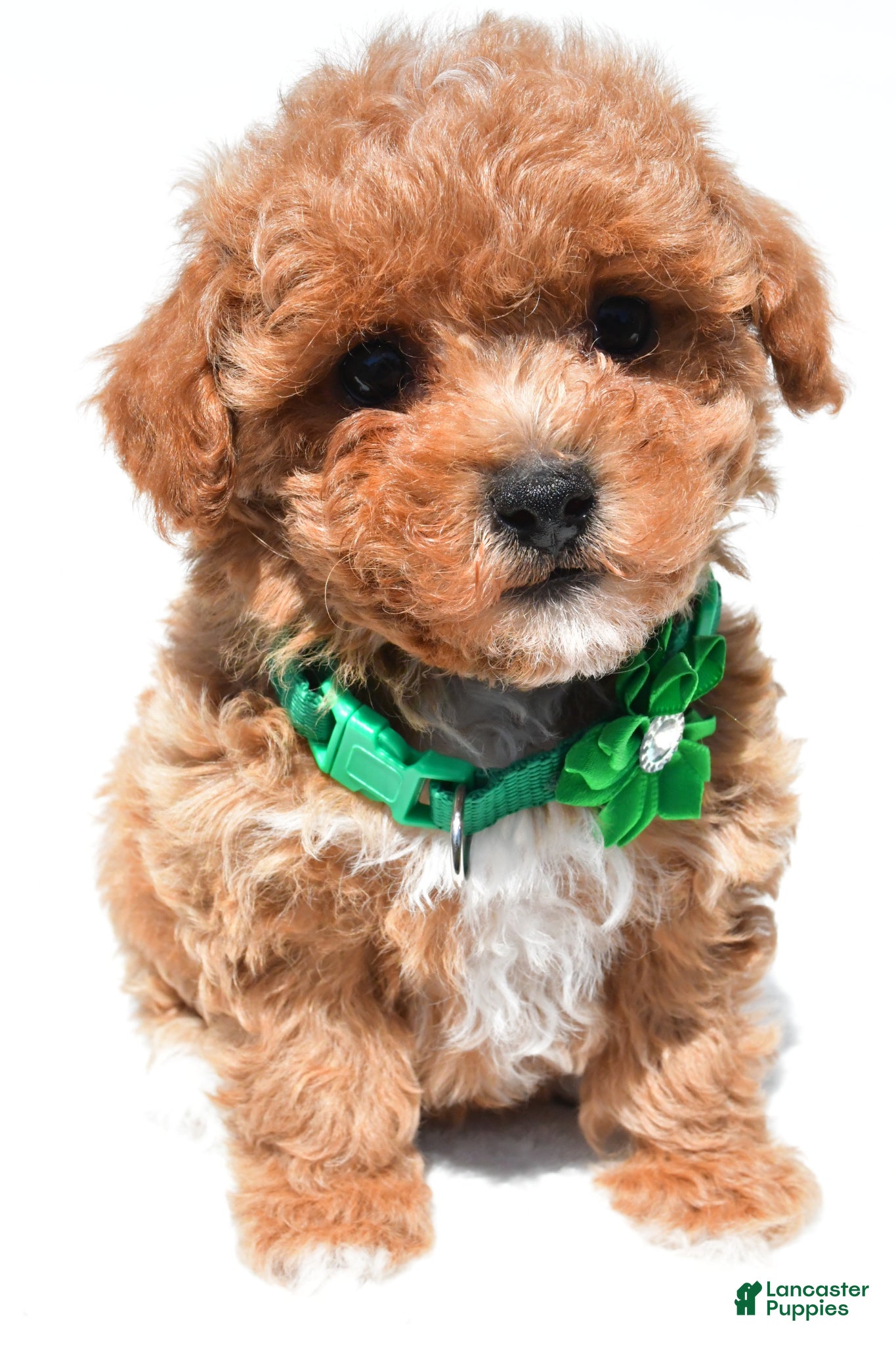 Maltipoo dogs Krissey - Ad 2