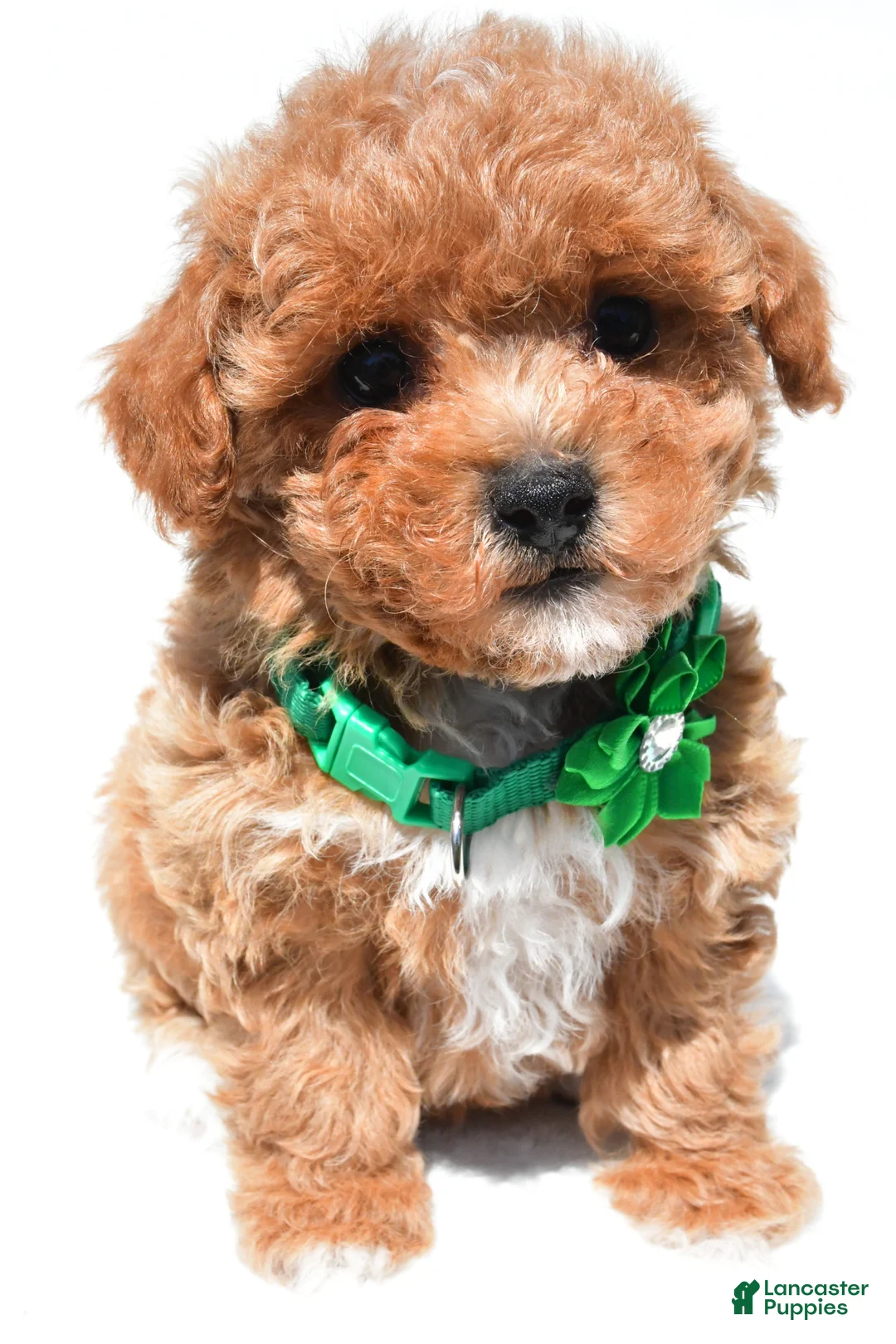 Maltipoo dogs for sale: Krissey - Ad 2