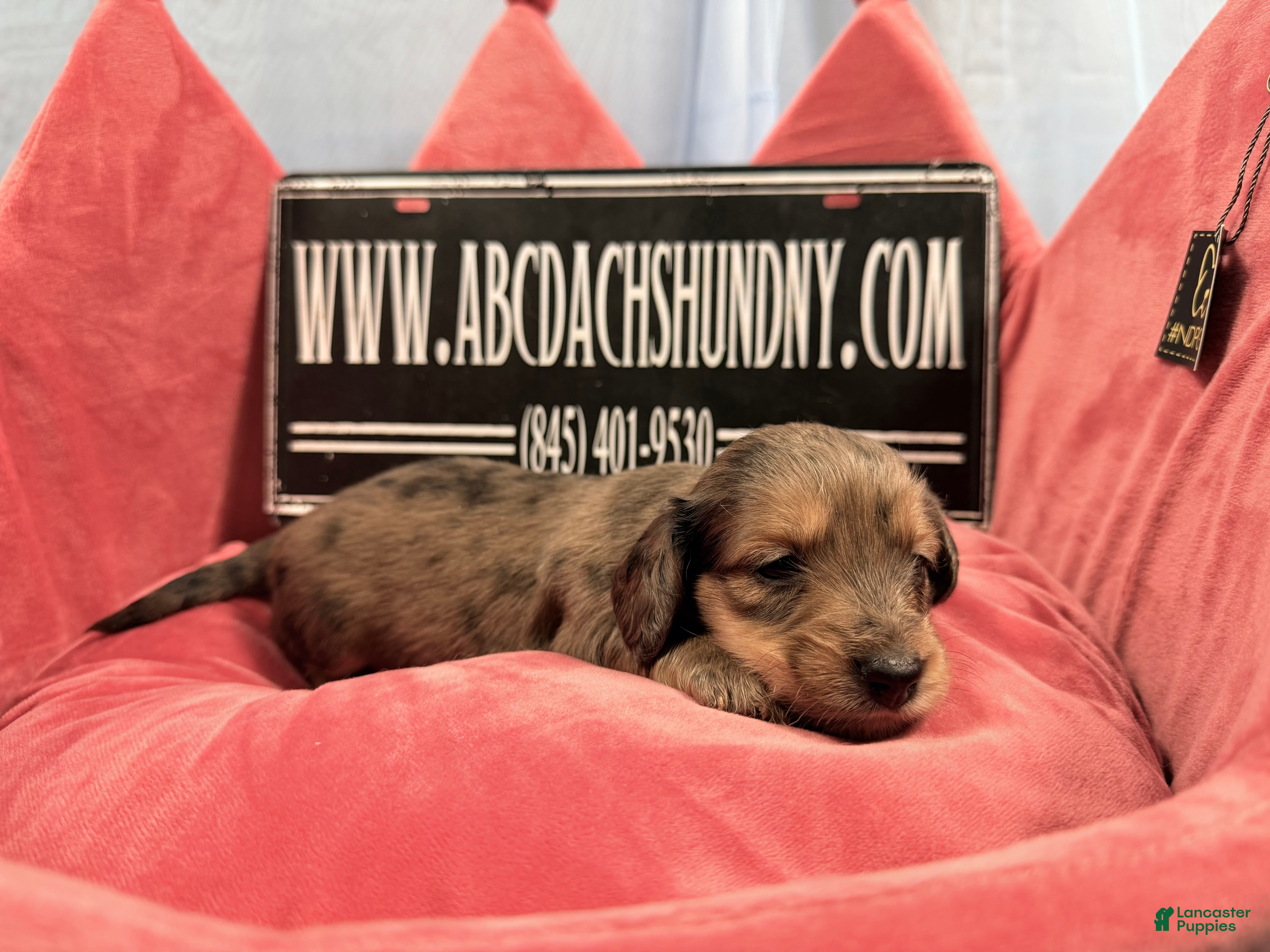 Miniature Dachshund dogs Uk cream dapple  - Ad 27