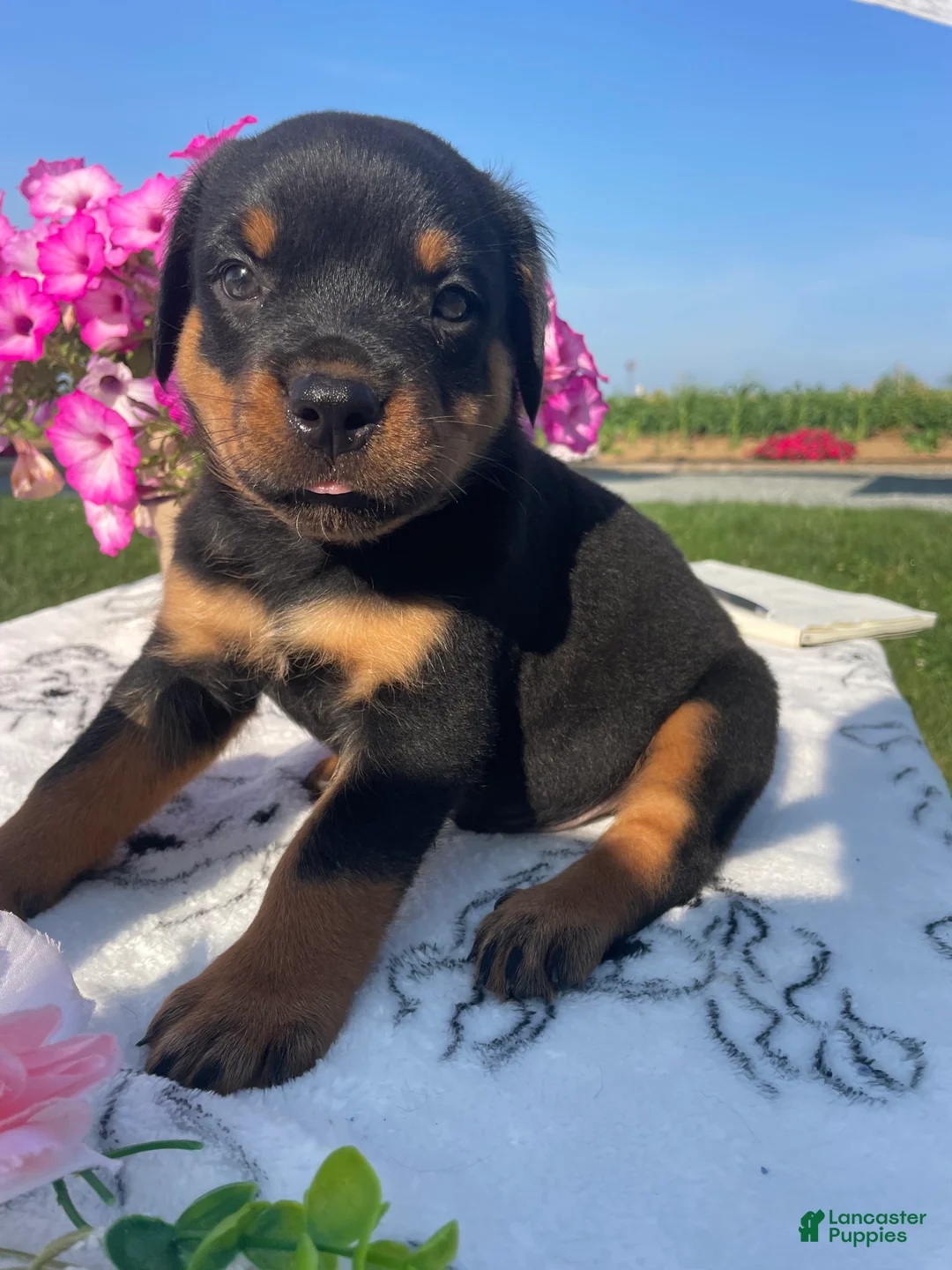 Rottweiler dogs for sale: Zeus - Ad 2